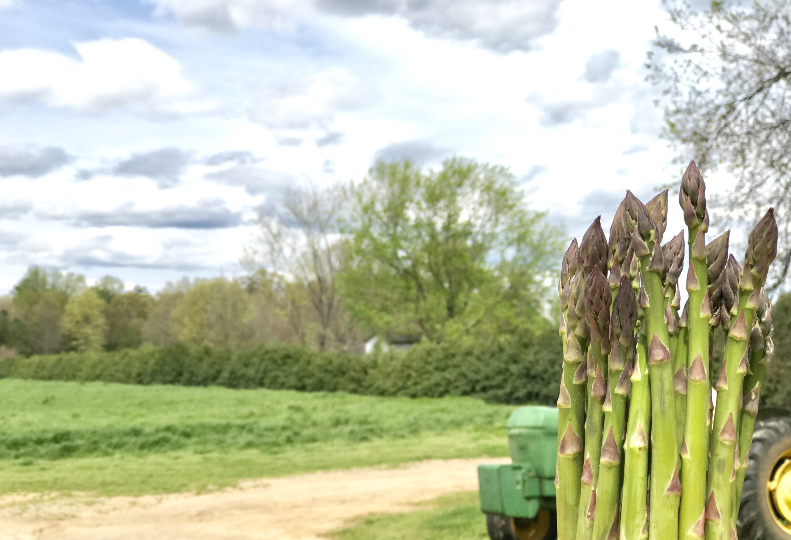 Asparagus held in front of a field on a farm with part of a tractor behind the asparagus
