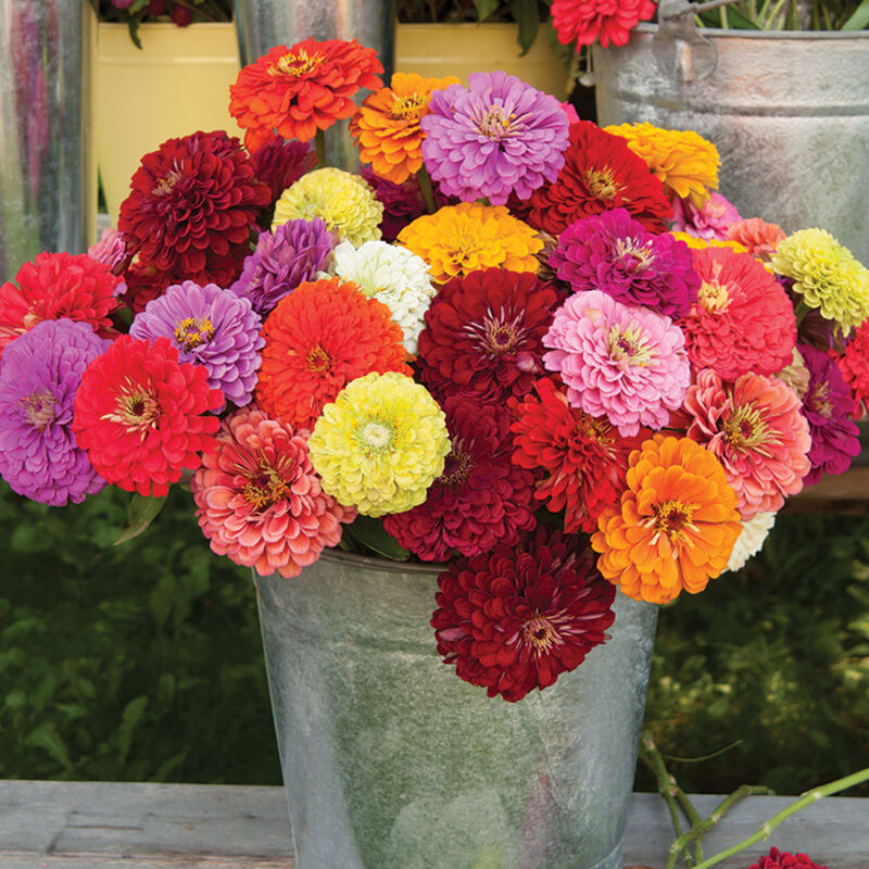 Bucket of colorful Benary's Giant zinnias from the pick-your-own flower field at Carrigan Farms near Charlotte NC