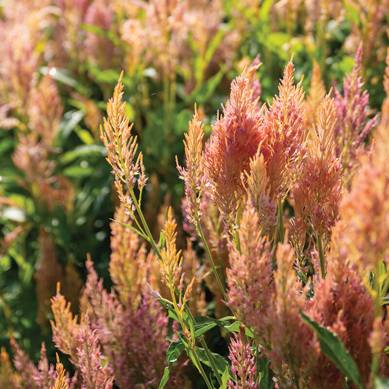 Celosia Shimmer growing in the pick-your-own flower field at Carrigan Farms near Charlotte NC