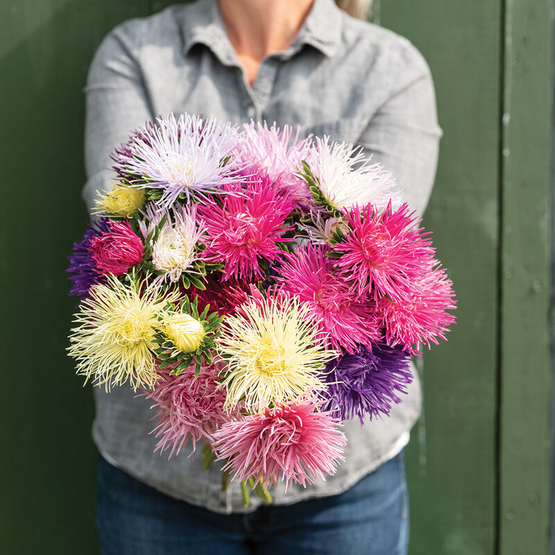Handheld bouquet of colorful China asters. Visit the pick-your-own flower field at Carrigan Farms near Charlotte NC