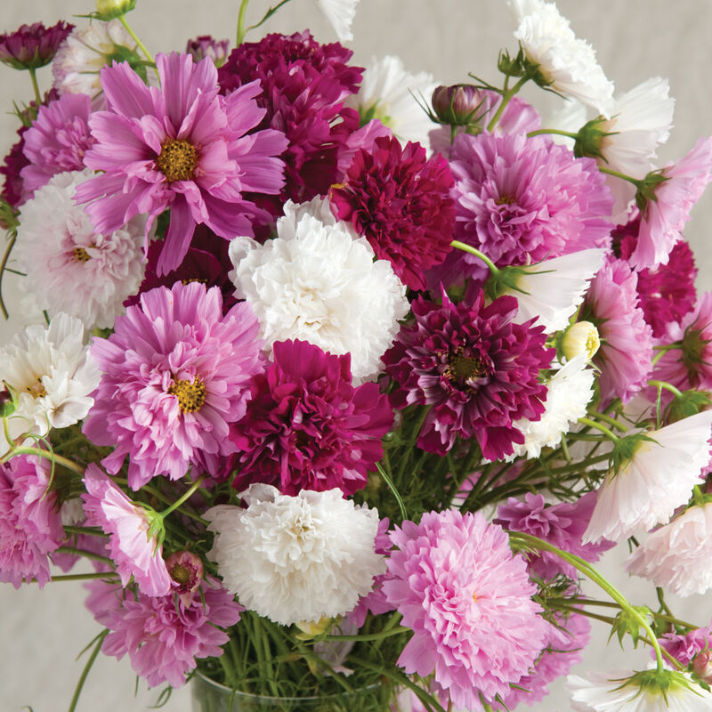 Pink and white double cosmos bouquet from the pick-your-own flower field at Carrigan Farms near Charlotte NC