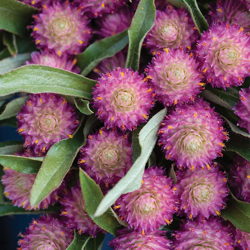 Purple gomphrena globe amaranth in the pick-your-own flower field at Carrigan Farms near Charlotte NC