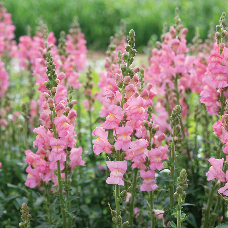 Pink snapdragons growing in the pick-your-own flower field at Carrigan Farms near Charlotte NC