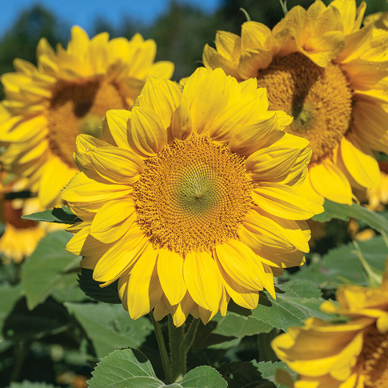Bright yellow sunflower in the pick-your-own flower field at Carrigan Farms near Charlotte NC